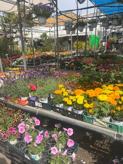 The image shows an indoor garden center, likely in Zvulun Regional Council, Israel, filled with rows of flowering plants. Yellow and orange marigolds dominate the foreground, followed by rows of lavender and other colorful flowers. Plants are arranged on shelves and in hanging baskets suspended from the ceiling. The structure of the garden center, with metal frames and translucent roofing, is visible. Sunlight streams in, creating shadows on the ground.