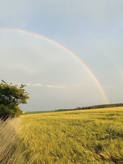 A wide-angle, vertical shot captures a rainbow arching across a pale blue sky over a rural landscape in Gartz (Oder), Germany. The foreground features a lush green field of crops, likely barley or wheat, swaying gently in the breeze, with tall, dry grass in the lower left corner illuminated by the sunlight. A mature tree with dense green foliage is positioned on the left side of the frame, partially obscuring the horizon. In the distance, a line of dark green trees forms a border along the edge of the field, with rolling hills visible beyond. The sky is mostly clear, with a few wispy clouds scattered across it. The scene is illuminated by soft, natural light, suggesting it was taken in the late afternoon or early evening. There are no people or animals visible in the image.
