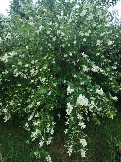 The image shows a densely packed bush of white jasmine flowers, with numerous blooms and green leaves. The bush is in full bloom and appears to be outdoors, likely in a garden or natural setting. The background consists of green grass and out-of-focus trees. There are no people or animals visible in the image. The lighting suggests it is daytime, with an overcast sky. The image is an environmental portrait of a flowering plant, likely taken in the city of Novaya Prismara, Russia, given the prompt's context.