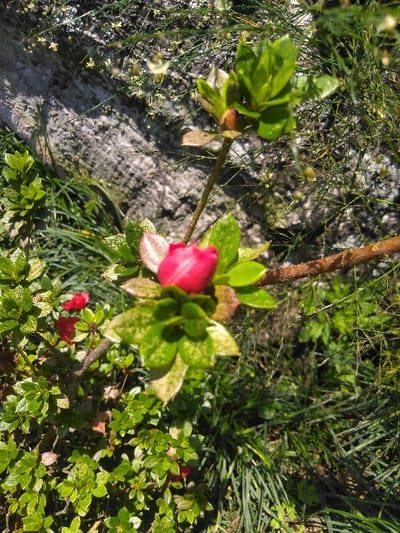 This image depicts an outdoor botanical scene in Ciputri, Indonesia. The central subject is a single, closed red flower bud, consistent with an azalea, positioned slightly above the frame's center. This bud is surrounded by a cluster of green and lightly variegated leaves. An additional smaller, green bud is visible on a separate stem extending towards the upper-right. The foreground and midground are densely covered with various green plants, including smaller shrubs displaying nascent red flower buds in the lower-left and slender, grass-like foliage. In the upper-left background, a large, light-grey, rough-textured rock surface is partially visible, interspersed with fine, wispy green vegetation bearing numerous minute, pale yellow-white floral structures. The scene is brightly illuminated by direct natural light. No human subjects are present.
