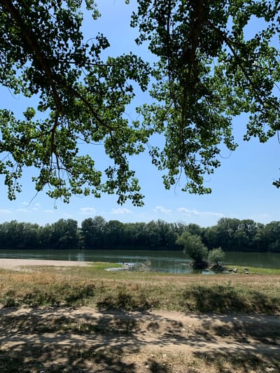 This is a vertical, landscape-oriented photograph taken outdoors on a sunny day, likely in the afternoon, given the shadows cast. The scene depicts a natural setting with a focus on a body of water bordered by trees and a dirt path.

In the foreground, on the left side of the image, a large tree with lush green foliage dominates the frame, its branches extending upwards towards a clear blue sky dotted with a few wispy white clouds. The leaves of the tree are vibrant and healthy.

To the right of the tree, a calm body of water is visible, reflecting the sky and the surrounding greenery. The water appears still, with a gentle ripple on its surface. Along the edge of the water, there is a strip of dry grass and sand, transitioning into a well-worn dirt path that runs parallel to the water. The path is partially covered in dappled sunlight and shadows cast by the trees, indicating a pleasant, warm day.

Further in the background, a dense line of dark green trees forms a natural border along the opposite bank of the water, stretching as far as the eye can see. The overall impression is one of a tranquil, natural landscape, possibly a river or a lake, offering a peaceful retreat. There are no visible people or man-made objects other than the path, which suggests a natural or lightly managed environment. No text is visible in the image.