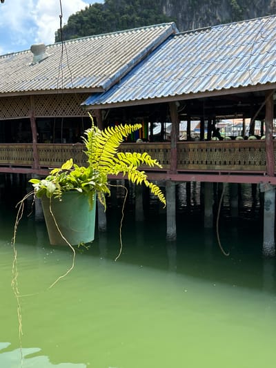A hanging green plastic planter filled with vibrant green ferns and other leafy plants is suspended by a wire against a backdrop of a stilted building and a body of water. The building, likely located in Tambon Ko Panyi, Thailand, features a corrugated metal roof and a wooden lattice facade, supported by thick concrete stilts that extend into the greenish water. Sunlight illuminates the fronds of the fern, creating a bright glow. In the background, the silhouette of a person can be seen through an opening in the building's facade. The water reflects the structures above and the sky, with small ripples visible on its surface. The scene suggests a tropical, waterside environment.