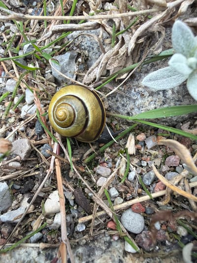A snail is pictured on the ground. The snail is in the center of the image and its shell is a golden yellow color with dark brown spiral markings. The snail itself is black and appears to be moving forward. The ground is covered with small pebbles, dry grass, and leaves. There is also some green grass growing amongst the debris. The scene appears to be outdoors in a natural setting.