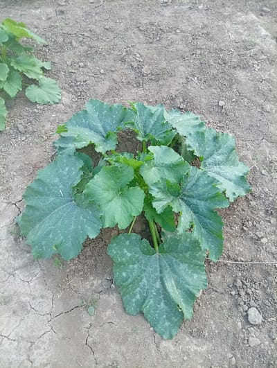 The image shows a close-up, overhead view of a young zucchini plant growing in dry, cracked soil. The plant has several large, dark green leaves with serrated edges, which are the primary subject of the photograph. The soil appears to be a mix of dirt and small stones, with visible cracks indicating a lack of moisture. There are no people or other significant objects visible in the frame, other than the plant and its immediate surroundings. The lighting suggests it is daytime. The location is identified as Olișcani, Moldova.