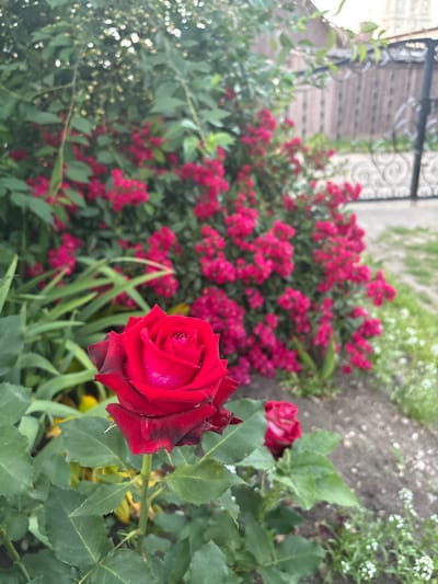 A close-up, medium shot captures a vibrant red rose in the foreground, its petals tightly furled with darker red edges. The rose is part of a garden with lush green foliage and a blurred background of numerous small, bright pink flowers. To the right, a black ornamental gate with swirling patterns and a wooden fence can be seen, suggesting an outdoor setting. The ground is composed of dirt and sparse green and white vegetation. The scene is likely a residential garden in Ashmyany, Belarus, given the presence of typical European garden elements and the overall aesthetic. There are no people or animals present in the image.