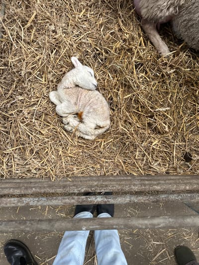An overhead shot depicts a lamb curled up on a bed of straw inside a pen in Sevenoaks, UK. A section of the pen's metal bars is visible on the right side. Partially visible near the top-left corner is another sheep. The feet and legs of a person wearing blue jeans and black shoes are also visible on the right side of the image, standing outside the pen. The pen appears to be indoors or in a covered space.