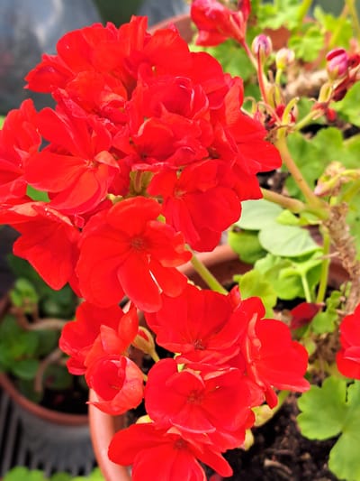 A close-up, eye-level, medium shot captures a cluster of bright red geranium flowers in a garden in Kalinka, Russia. The flowers are in full bloom, with delicate, overlapping petals. Some unopened buds in shades of pink and red are also visible, hinting at further blossoms. The vibrant red of the flowers contrasts with the lush green foliage and the dark, rich soil of the flowerpot. The background is softly blurred, suggesting a shallow depth of field, with hints of a gray, possibly metallic, structure on the left, and a brown pot rim at the bottom. The lighting appears natural, highlighting the texture and color of the petals. There are no people or animals present in the image.