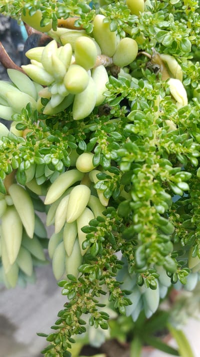 This close-up image features a vibrant, dense cluster of two distinct plant types. The primary subject in the foreground and mid-ground is a plant with numerous small, bright green, ovate leaves tightly packed along slender stems. This plant also exhibits many tiny, light-colored flowers or flower buds, giving it a slightly textured appearance. Intertwined with and partially beneath this plant is another, characterized by plump, elongated, tear-drop or grape-shaped leaves, rendered in a pale yellowish-green hue. These succulent-like leaves are arranged in clusters along thicker, more robust stems.

The overall color scheme is dominated by various shades of green and yellowish-green, creating a lush, organic texture. The image employs a shallow depth of field, bringing the intricate details of the foliage into sharp focus while blurring the background into an indistinct soft green and grey. This suggests an outdoor setting or one with ample natural light. No specific activity is taking place, presenting a still life composition. There is no visible text in the image.