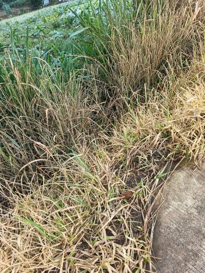 The image presents a ground-level view of a natural and semi-cultivated landscape, likely in Nipa, Papua New Guinea. The foreground is largely filled with a dense mix of vegetation, predominantly various types of grass. Much of this grass appears dried and light brown, intermingled with patches of healthier, greener blades and some taller, more vibrant green grass clumps in the mid-ground.
Towards the lower right, a segment of a grey concrete or paved surface is visible, suggesting the edge of a path, road, or structure. Beyond the immediate foreground, the vegetation becomes lusher and greener. In the background, across a gentle slope, rows of cultivated green plants are distinctly visible, indicating a garden or small farm field, possibly planted with leafy vegetables like cabbage or similar crops.
The scene depicts a rural or agricultural setting where wilder growth meets human cultivation and infrastructure. There are no people visible, and no specific activities are taking place. The lighting suggests it is daytime, with soft light and no harsh shadows, which could imply an overcast sky, early morning, or late afternoon. There are no visible signs of specific weather conditions, nor are there any discernible emotions or visible text in the image.