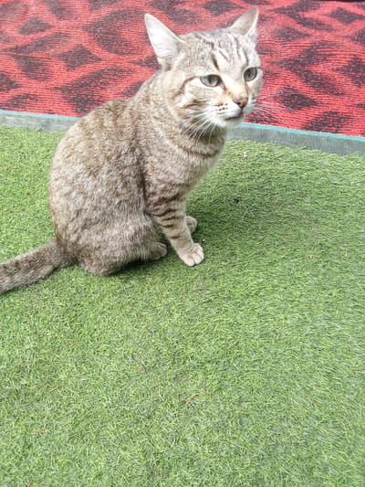 A tabby cat is sitting on artificial grass. The cat is facing to the right of the frame, with its head turned to look slightly upward. Its fur is a mix of gray and brown with darker tabby markings. The cat has green eyes and white whiskers. Behind the cat, on the left side of the frame, is a red rug with a dark pattern. The artificial grass extends across the majority of the image. There is a thin green border along the bottom edge of the red rug, separating it from the grass. The scene appears to be outdoors, possibly in a yard or patio area. The location in the city of Altai, Kazakhstan is not discernible from the image itself.