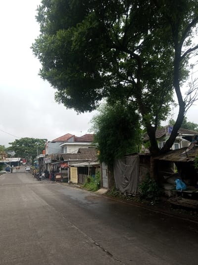 The image presents a street scene in Eheliyagoda, Sri Lanka, under an overcast sky. The primary subject is a two-lane asphalt road extending into the background, exhibiting damp patches consistent with recent precipitation or high humidity.
On the right side of the frame, a large tree with dense, dark green foliage occupies a significant portion of the upper and mid-ground. Its thick trunk is visible at the lower right. Beneath and slightly behind this tree, a smaller, bushier tree with lighter green leaves stands. Adjacent to these trees, a series of simple structures are visible, characterized by corrugated metal roofs and various wall constructions; one entrance is covered by a grey tarp. A blue plastic object rests on a wooden structure beneath the large tree. Further back on the right, a multi-story building with a prominent red-tiled roof and light-colored walls is observed, alongside other buildings with grey roofs. A metal gate is partially visible behind the foreground vegetation.
On the left side of the road, a sequence of commercial and residential buildings lines the street, receding into the distance. Several motorcycles are parked in front of these establishments. Multiple individuals are present on the sidewalk and near the parked motorcycles, though specific actions or interactions are not clearly discernible due to distance. Further down the road, two automobiles and additional motorcycles are observed. Large trees with dense canopies are visible beyond the structures on the far left. The overall lighting is diffuse, indicative of an overcast day.