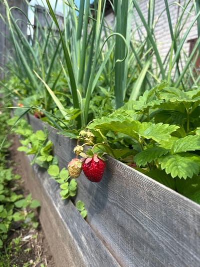This is a close-up, eye-level, outdoor shot of a raised garden bed in Bronnitsa, Russia. The garden bed is constructed from weathered gray wooden planks. Prominently featured in the foreground is a strawberry plant with one ripe red strawberry and one unripe green strawberry hanging from its stem. The leaves of the strawberry plant are a vibrant green. Behind the strawberry plants, tall green stalks, possibly garlic, grow in dense clusters. The background shows a light-colored brick building and a wooden fence, suggesting a residential or allotment garden setting. The overall impression is one of a thriving, home-grown garden.