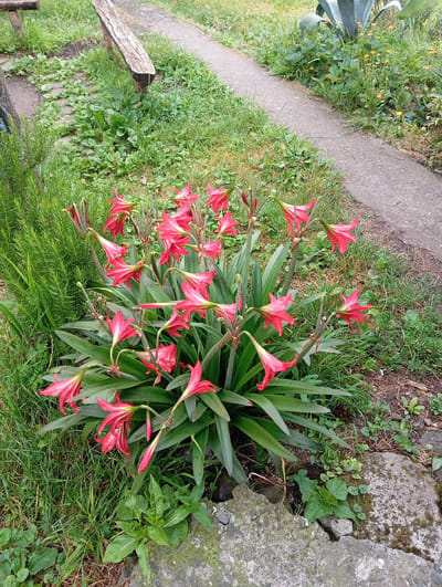 A cluster of bright red amaryllis flowers bloom in a garden in Bagazhvyashta, Abkhazia. The flowers are on tall, slender stems and their petals are long and pointed. They are surrounded by lush green foliage and blades of grass. A concrete pathway runs through the garden, and a wooden bench is visible in the background.