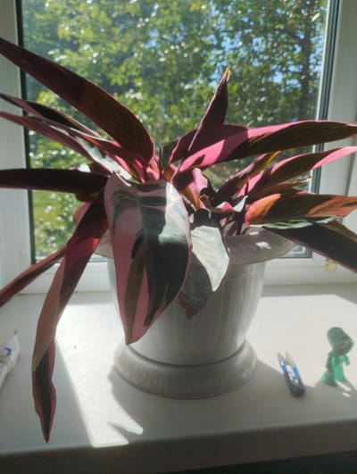 A potted plant with variegated pink and green leaves sits on a windowsill. The plant is in a white pot with a decorative base. Outside the window, trees and a blue sky are visible. On the windowsill, to the right of the pot, are a small pair of blue scissors and a green toy figure. To the left of the pot, a white object with blue markings is partially visible. The lighting suggests it is daytime, with sunlight casting shadows. The scene is consistent with a residential interior in Rechytsa, Belarus.
