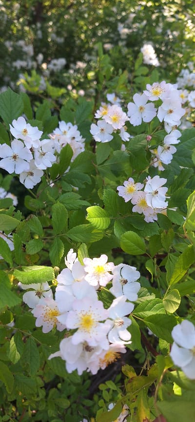 The image shows a close-up view of white wild rose bushes in bloom, set against a blurred background of green foliage and dappled sunlight. Several clusters of delicate white flowers with yellow centers are visible, some in sharp focus and others softly blurred. The petals are slightly translucent, and small brown specks are scattered within the yellow stamens. The surrounding leaves are a vibrant green, with some areas catching the sunlight, creating highlights. The overall impression is one of natural beauty and a tranquil outdoor setting. No specific location in Halifax, Canada, can be determined from the image itself.