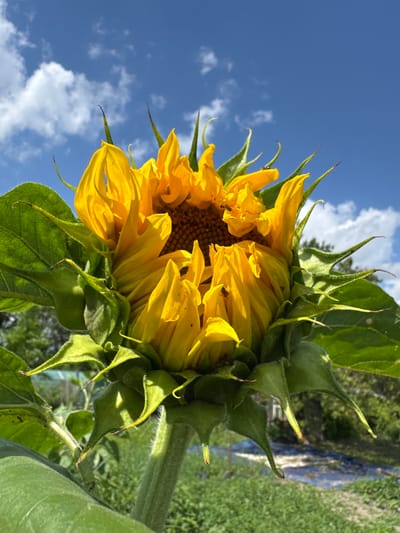 A close-up, low-angle shot captures an unopened sunflower against a bright blue sky with scattered white clouds. The sunflower's vibrant yellow petals are tightly furled, with hints of its brown center peeking through. Its green sepals and stem are covered in fine hairs, and several small insects, likely flies or small beetles, are visible on the petals and sepals. The background consists of blurred green foliage and a hint of a blue tarp on the ground, suggesting an outdoor, possibly garden setting. The image is taken in Zassovskaya, Russia.