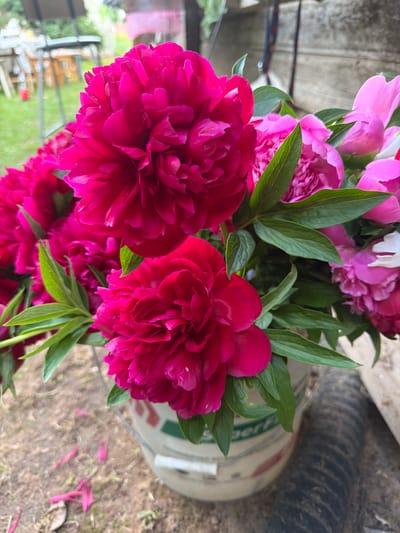 In Бронницы, Russia, a close-up, eye-level shot focuses on a bouquet of vibrant pink peonies in a bucket. The flowers, with their densely packed petals, dominate the foreground, showcasing shades ranging from deep magenta to lighter pink. Lush green leaves intersperse the blooms. The bucket, a light color with a visible logo, sits on a dirt ground scattered with fallen petals. In the background, a blurred outdoor setting is visible, including what appears to be garden furniture and wooden fencing. A dark, corrugated pipe lies to the right of the bucket.