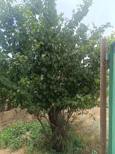 A medium shot captures an apricot tree in Shamalgan, Kazakhstan, during daylight. The tree, laden with green leaves, dominates the frame, its branches reaching towards a bright sky. To the right, two vertical posts, one rusty brown and the other painted green, are visible. The ground is covered in dry grass and some greenery. In the background, a pile of dirt and more vegetation can be seen, suggesting an outdoor, possibly rural or semi-rural, setting. The scene is static, with no people or animals present.