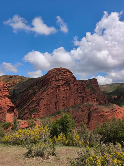 A vibrant outdoor landscape photograph captures a striking scene in Jeti-Ögüz, Kyrgyzstan. The central and most prominent subjects are towering red rock formations that dominate the mid-ground. These massive geological structures display distinct horizontal layering, indicating sedimentary origins and erosion over time, with various shades of reddish-brown and orange hues.
In the foreground, the ground is covered with dry, sparse grass and numerous green bushes. A notable detail in the immediate foreground is a prominent cluster of dense green bushes adorned with abundant bright yellow flowers, adding a vivid splash of color against the earthy tones and red rocks. Further back, the slopes of the red mountains are partially covered with scattered green vegetation, contrasting with the rock faces. Some dark green coniferous trees are also visible in the valleys and crevices between the rock formations.
The scene is set under a clear, bright blue sky filled with scattered, fluffy white cumulus clouds of various sizes. The lighting suggests it is daytime, likely morning or early afternoon, with ample sunlight illuminating the landscape without casting overly harsh shadows. There are no people, animals, or visible text in the image. The overall impression is one of a majestic and serene natural wilderness, highlighting the dramatic geological features and colorful vegetation of the region.