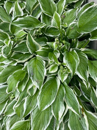The image is a close-up, overhead view of a dense cluster of variegated hosta plants. The leaves are a vibrant green with distinct white margins, and many are speckled with water droplets, suggesting recent rain. The plant is in a natural setting, likely a garden, with hints of a grey, possibly concrete or stone, surface visible at the top left edge, indicating it might be near a walkway or structure. The focus is entirely on the foliage, showcasing the texture of the leaves, their varied sizes and shapes, and the interplay of green and white. Several small, closed flower buds, a muted purple hue, are visible nestled amongst the leaves, indicating the plants are in bloom or about to bloom. The lighting suggests it is daytime, with the diffused light and water droplets implying overcast or post-rain conditions. There is no text visible in the image. The scene evokes a sense of natural tranquility and the lushness of a well-maintained garden in Pointe-Claire, Canada.