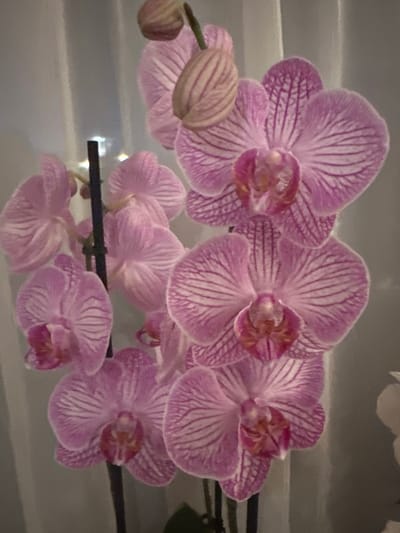 The image shows a close-up of a potted orchid plant with several pink and white striped flowers and buds. The flowers are delicate and intricate, with a velvety texture and fine lines. The plant is supported by a dark stem, and there are hints of green leaves at the bottom of the frame. The background is blurred and appears to be a softly lit indoor environment, possibly near a window with sheer curtains. There is no indication of the specific location being Steenwijk, Netherlands.
