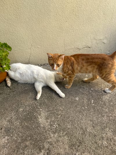 The image shows two cats in Krumovo, Bulgaria. One cat is white and lying on its side on a concrete surface, while an orange tabby cat stands over it, appearing to nuzzle or groom it. A potted plant with green leaves is visible to the left of the white cat. The background is a textured, light-colored wall. The scene is outdoors, likely in a yard or patio area, with harsh sunlight casting shadows.
