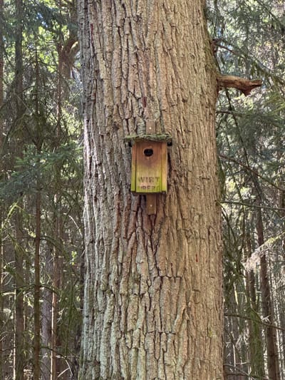 This is a photograph taken in the city of Stammham, Germany, showing a close-up of a large tree trunk in a forest. Affixed to the tree is a small wooden birdhouse, which has some German text carved into it. The text reads "WIRT UBER". The background of the image is filled with the dense foliage of a forest, with tall trees and branches visible. The lighting suggests it is daytime, with sunlight filtering through the trees.