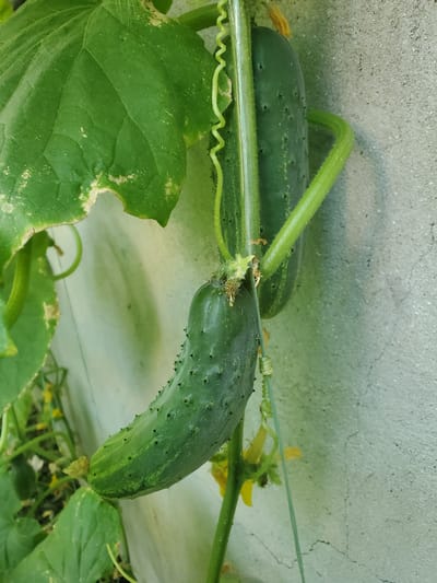 The image displays a close-up of cucumbers growing on a vine. Two cucumbers are visible, one in the foreground and another slightly behind it. The foreground cucumber is green with prominent bumps and is positioned horizontally, hanging from the vine. The vine itself is green and hairy, with a tendril coiling around a support. Large green leaves with some yellowing are also present, framing the cucumbers. The background consists of a light-colored, textured wall, likely concrete, and some out-of-focus greenery. The overall scene suggests an outdoor garden setting in Chornomors'ke, Ukraine. There are no people or animals visible in the image. The lighting is natural, casting soft shadows.