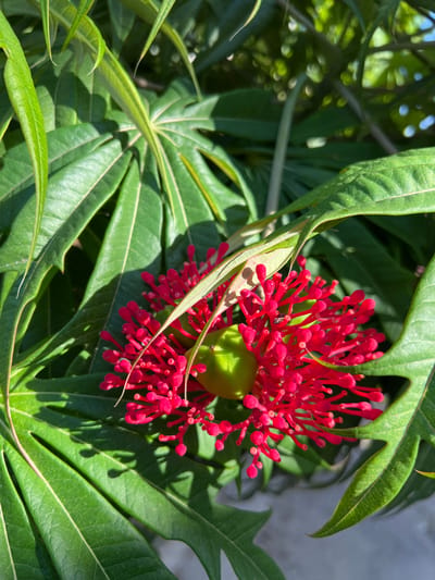 This is a close-up, outdoor, eye-level shot of a vibrant red flower cluster with a light green, bulbous fruit at its center, nestled amongst large, deep green palm-like leaves. The sunlight casts distinct shadows on the leaves. A small dark insect is visible on one of the red flower petals. The background is blurred green foliage. The scene appears to be located in Villa de Cura, Venezuela, suggesting a natural or garden setting within the city. There are no people or discernible human activity in the image.