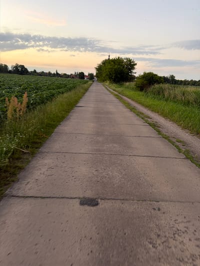 The image depicts a concrete path stretching into the distance, bordered by lush green fields on the left and tall grass and trees on the right. The sky above is a soft gradient of pale yellow and blue, with scattered clouds, suggesting it is either sunrise or sunset. In the background, a cluster of buildings, including what appears to be a church with a spire, and several trees are visible. The path is segmented by expansion joints, indicating it is a man-made structure. The overall scene is tranquil and rural, consistent with the outskirts of a town or city. The crops are identifiable as sunflowers, which are widely cultivated in the region. The location is the former airfield of Schwedt/Oder, Germany, a site that has been transformed into a cycling and walking path.