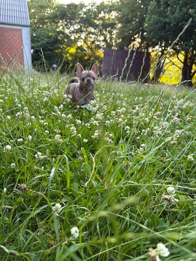 A light brown French Bulldog stands in a field of green grass and white clover flowers. The dog is facing the camera, with its head tilted slightly. In the background, a brick building with a grey roof is visible to the left, and trees with dappled sunlight can be seen to the right. The scene appears to be in a garden or park setting in Græsted, Denmark. The lighting suggests it is either early morning or late afternoon.