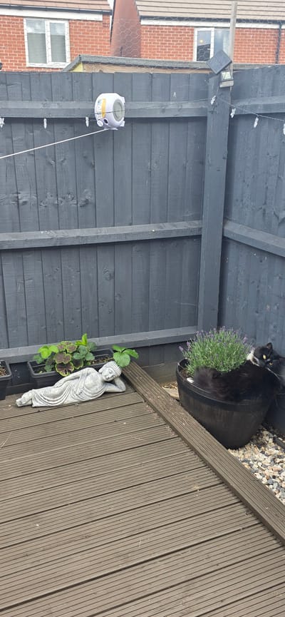 The image depicts a domestic garden setting, likely a backyard in Peterborough, United Kingdom. The scene is characterized by a weathered wooden fence painted dark grey, a wooden deck, and several potted plants and decorative items. On the fence, a small, round, light purple and yellow device is mounted, possibly a pest repeller or air freshener, with a white cord strung horizontally in front of it. Next to this device, higher up on the fence post, a small solar-powered light is attached.
On the wooden deck, a grey stone statue of a reclining Buddha rests next to a black plastic planter containing strawberry plants. To the right of the Buddha statue, a black cat with white markings is curled up within a large, dark-colored planter filled with lavender. The cat is looking towards the camera with yellow eyes. The ground around the planters is covered with small, grey and white pebbles. In the background, the upper portions of brick houses with windows are visible, separated from the garden by the fence and a wire mesh. The overall impression is one of a tranquil, outdoor living space.
