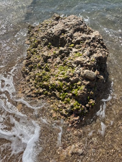 The image depicts a rock formation in the water, likely a coastal area in Vinaròs, Spain. The rock is a conglomerate of smaller stones embedded in a matrix, with some areas covered in green algae. The water is clear with visible wave action and foam, suggesting a shoreline environment. The seabed around the rock is sandy, with hints of sediment.