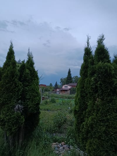 The image shows a view through two large, dense evergreen trees. In the background, there is a chain-link fence with overgrown grass and bushes. Beyond the fence, there is a garden area with some scattered stones and a metal structure that appears to be a swing set. Further back, a light-colored house with a reddish-brown roof is visible, along with another smaller building attached to it. More trees and some buildings are scattered in the distance under a cloudy, gray sky. The scene depicts a rural or suburban residential area, possibly a backyard in Alferovo, Russia. There are no people or animals visible in the image.
