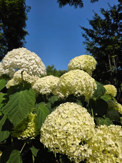 This image depicts a cluster of large, white hydrangeas blooming under a clear blue sky. The hydrangeas are in various stages of bloom, with some fully open and others still developing. The foreground features several large, green hydrangea leaves. In the background, dark green trees frame the scene, with their foliage silhouetted against the bright sky. The lighting suggests it is daytime, likely late morning or early afternoon, given the strong sunlight and the shadows cast. The image appears to have been taken outdoors, possibly in a garden or park. There are no people or animals visible in the image.
Based on the available information, this image was taken in Pyeongtaek-si, South Korea. It is a photograph of a hydrangea bush with large, white, pom-pom shaped flower heads. The hydrangeas are the primary subjects, with their dense clusters of small white flowers dominating the frame. The leaves are large, green, and textured. The background consists of a vibrant blue sky and the dark green foliage of trees. The overall impression is one of a lush, sunny garden.