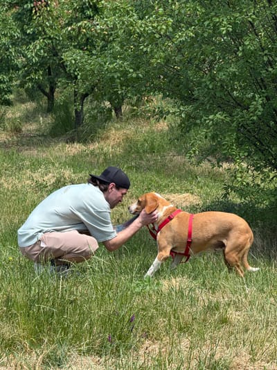 In an outdoor scene, a man crouches down, affectionately interacting with a medium-sized dog. The man, seen in profile, wears a black baseball cap, a light-colored (possibly mint green) collared shirt with vertical pleats, and light brown or khaki pants. His arms are raised, and his hands gently hold the dog's head or face. The dog, predominantly brown with white markings on its chest and paws, wears a red harness and looks up intently at the man.
They are situated in a grassy area, with patches of vibrant green and some drier, lighter grass. To the left side of the frame, there's a dense cluster of green trees or bushes, providing a natural backdrop. The sunlight is bright, suggesting it is daytime with clear weather. The overall mood conveyed is one of warmth and companionship between the man and his pet. There is no visible text in the image. This scene takes place in the Grocka Urban Municipality, Serbia.