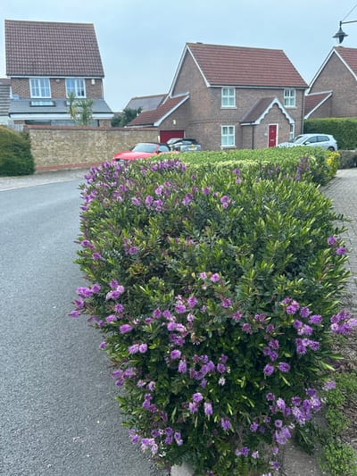 The image presents a static daytime view of a residential street in Gillingham, United Kingdom, under an overcast, light grey sky.
In the immediate foreground on the right, a substantial, trimmed hedge dominates, displaying dense dark green foliage adorned with prolific clusters of small, vibrant purple flowers. This hedge runs parallel to a grey asphalt road on the left and a light-colored paved pathway on the right.
The road extends into the midground, where three vehicles are observed. A red convertible is parked in a driveway, partially obscured by the foreground hedge. A darker-colored sedan or hatchback is visible behind the red convertible, also in the driveway. A white five-door hatchback is parked curbside on the paved pathway in front of a house.
Three distinct detached residential structures are visible in the background. The most prominent, centrally located house is a two-story brick dwelling with a red tiled roof, multiple white-framed windows, and a distinctive red front door situated beneath a small gabled porch. An attached garage with a red door is located on the left side of this house. To the far left, a taller, more narrowly proportioned two-story house, also with a red tiled roof and white-framed windows, is partially obscured by a light-colored brick wall, behind which a solitary palm tree is observed. A third, similarly constructed brick house with a red tiled roof is partially visible on the far right, set back behind a trimmed green hedge.
No human figures or observable activity are present within the frame.