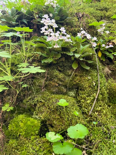 The image depicts a patch of vegetation, likely moss, growing on a surface, perhaps a rock or a wall. Several plant species are present, including small white flowers and round, green leaves resembling pennywort. The scene suggests a moist, shaded environment. There is no visible evidence confirming the location as Devin, Bulgaria. No people or interaction are seen.