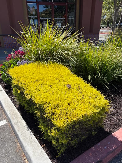 This media file is a photograph of a landscaped area in front of a commercial building. The primary subjects are a bright yellow, dense shrub and tall, green ornamental grass. In the foreground, there is a concrete curb and asphalt, suggesting an outdoor setting like a parking lot or sidewalk. Behind the plants, the building's facade is visible, featuring large windows and a reddish-brown exterior.
The scene appears to be set during the day, with clear sunlight casting shadows from the plants onto the ground and curb, indicating it is likely a sunny day. The lush greenery suggests a well-maintained area, possibly a business district or shopping center.
Visible text on the building's windows includes "Sourdough & Co.", "Sandwiches", "Soups", "Catering", and "Naturally Better". These textual cues help establish the location as a food establishment. The overall impression is one of an urban or suburban commercial environment with an emphasis on curb appeal through landscaping. No people are visible in the photograph, and the activity is static, focusing on the natural elements and the commercial building.
