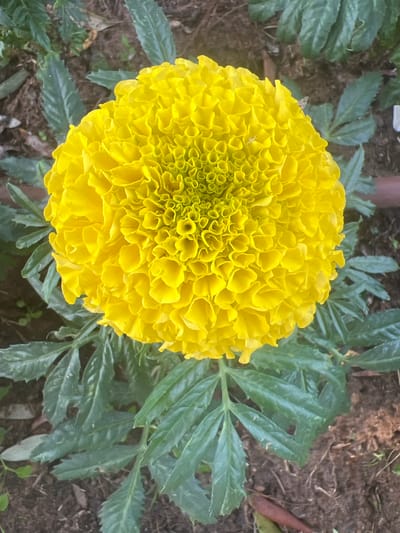 A close-up, high-angle shot focuses on a vibrant yellow marigold flower, its densely packed petals creating a ruffled, almost spherical bloom. The flower is centered in the frame, with its intricate texture and bright color dominating the scene. Surrounding the marigold are dark green, serrated leaves, providing a contrasting backdrop. The ground beneath the leaves appears to be dark soil, with hints of small twigs and other organic debris. In the upper left quadrant of the image, a sliver of a blurred, dark brown object, possibly a garden stake or pipe, is visible. In the top left portion of the image, a small, light-colored object, resembling a fly, is perched on the edge of a petal. The lighting suggests it is daytime, with natural light illuminating the flower and foliage. The overall setting appears to be an outdoor garden. No people, text, or specific event are depicted. The location context provided is Or Akiva, Israel.
