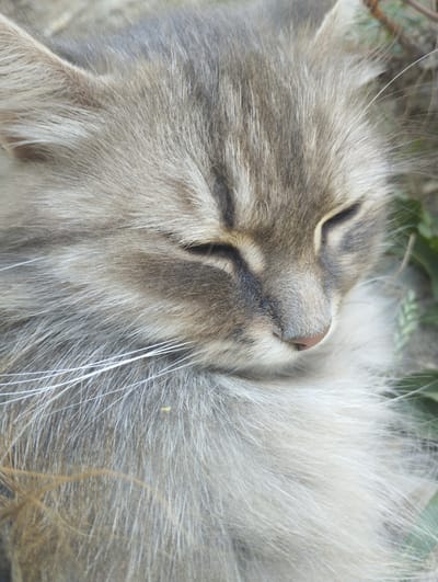 A close-up, eye-level shot features a sleeping cat. The cat's fur is predominantly grey with tabby markings and a lighter, fluffy undercoat. Its eyes are closed, and its nose is a soft pinkish-brown. Long, white whiskers extend from its face. The cat is nestled amongst some green foliage and appears to be outdoors. The overall lighting is soft and natural. The scene is located in Voroshylivka, Ukraine.