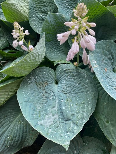 This is a close-up, overhead shot of hosta plants. The leaves are large and a dusty blue-green color, with prominent veins. Many of the leaves are covered in glistening water droplets, suggesting recent rain or dew. In the upper left and lower right portions of the image, there are clusters of small, pale pinkish-white hosta flowers, some of which are also speckled with water droplets. The focus is sharp on the leaves and flowers, with the background appearing blurred and dark, indicating the plants are in a garden or shaded area. The overall impression is one of a lush, damp garden, likely in the morning or after a rain shower. There is no visible text in the image. The location is Pointe-Claire, Canada.