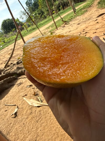 A close-up, angled shot displays a halved, ripe mango held in a person's hand. The flesh of the mango is a vibrant orange, glistening with moisture. The surrounding environment appears to be a sandy or dirt area, possibly outdoors, with a backdrop of blurred greenery and trees. There are some dry leaves and twigs scattered on the ground. The location cannot be specifically determined to be El Bajío, Venezuela, as there are no definitive markers or signs within the image.