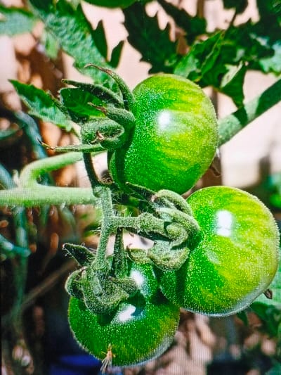 Three green tomatoes are clustered together on a vine, unripe. The tomatoes are round and glossy, with faint stripes. Fuzzy green sepals curl around where the tomatoes connect to the stem. The stem and sepals are covered in small hairs. Green tomato leaves are visible in the background, and the rest is slightly blurred.
