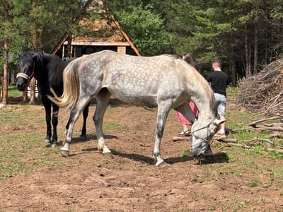 Two horses are in a grassy, dirt enclosure. A black horse stands on the left, facing right. A dappled grey horse stands to its right, facing left and grazing. Two people, a man in a black t-shirt and light blue jeans, and a woman in a red floral dress and sandals, are in the background. Behind them is a wooden structure with a thatched roof, surrounded by pine trees. A pile of branches is to the right of the horses. The scene is outdoors during the day.