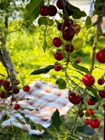 The image depicts a close-up view of ripe cherries hanging from a tree branch, with a blurred background of green foliage and a patterned blanket. The cherries are a deep red, and some are still attached to their stems. The leaves of the tree are a vibrant green, and some are slightly curled. The blanket, visible in the lower half of the image, has a pattern of pink, white, and light blue. The overall scene suggests a warm, sunny day in an outdoor setting, possibly a garden or orchard. The specific location in Pastavy, Belarus, is not discernible from the visual information provided in the image.
