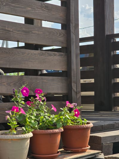 This is a medium-shot, outdoor photograph taken from a low angle, looking up at a wooden structure adorned with hanging flower pots. The wooden structure is made of dark brown, weathered planks arranged vertically and horizontally, creating a lattice-like effect. The sky, with scattered white clouds, is visible through the gaps in the wood, suggesting it is daytime.
In the foreground and to the right, two terracotta flower pots are prominently displayed, overflowing with vibrant pink petunias and green foliage. A third pot, lighter in color, is partially visible at the bottom right. The petunias are in full bloom, with some flowers facing the camera and others angled away. The sunlight appears to be bright, casting shadows and highlighting the textures of the wood and the flowers.
The setting appears to be an outdoor space, possibly a balcony, patio, or garden area, given the presence of the wooden structure and the hanging plants. The overall impression is one of a well-maintained, sunny outdoor space. There is no visible text in the image. The location context provided is "Ермолаевский Затон, Russia."