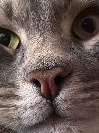 This is a close-up, high-angle, indoor, eye-level photograph of a cat's face. The cat is a domestic shorthair with grey tabby fur. The focus is on the cat's nose and eyes. The left eye is visible and appears to be green or yellowish-green. The right eye is partially obscured by fur and appears darker brown. The cat's nose is a pinkish-brown color with visible texture. The background is out of focus and appears to be a continuation of the cat's fur. There are no people or other objects visible in the frame. The image provides no information about the location in the city of Шихово, Russia.