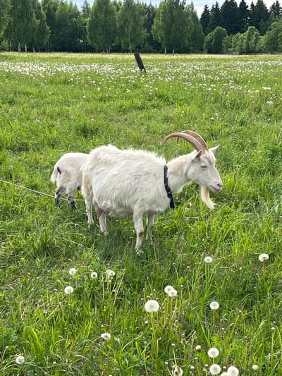 A goat with long, curved horns, white fur, and a black collar stands in a grassy field filled with dandelions. The field is situated in front of a forest. The location is Ludorvay, Russia.
