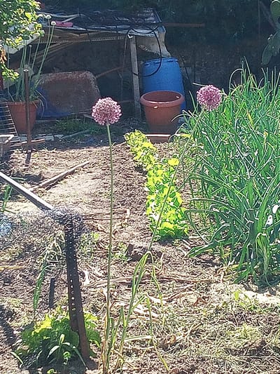 In an outdoor garden setting, two spherical allium flowers stand tall on thin green stems, one to the left and another to the right. The flower on the left is lighter pink, while the one on the right is a deeper shade of pink. In the background, a blue plastic barrel and a reddish-brown planter are visible. The ground is covered in soil and dry vegetation, with rows of green leafy plants, likely lettuce, to the left of the right-hand flower. Tall, slender green stalks, possibly belonging to onions or garlic, are densely packed on the right side of the image. A rusted metal object, possibly part of a tool or piece of equipment, is positioned in the foreground on the left. The scene appears to be a garden in Castellfollit de la Roca, Spain.